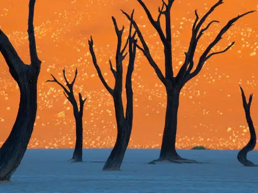 camel-thorn-trees-namibia