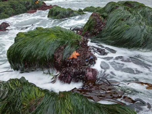 sea-grass-bodega-head