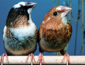 Finches