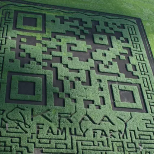 Corn Field QR code