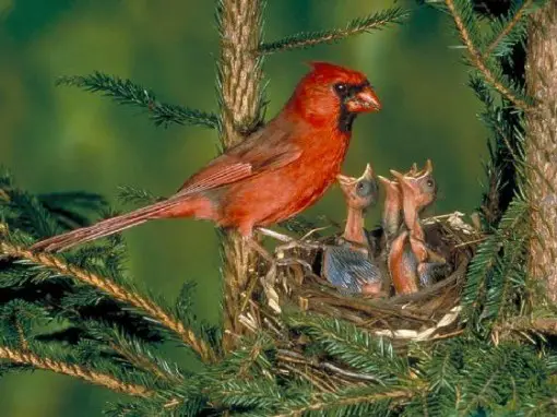 nesting_bird