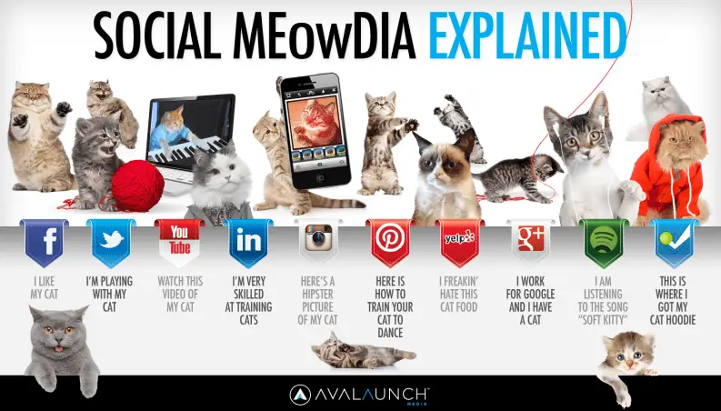 Social Media Explained Social Meowdia Explained