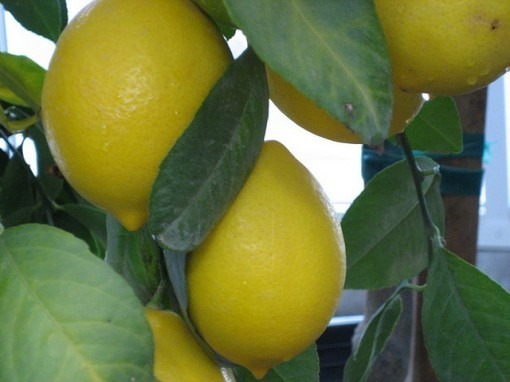 tips to avoid getting a web host lemon